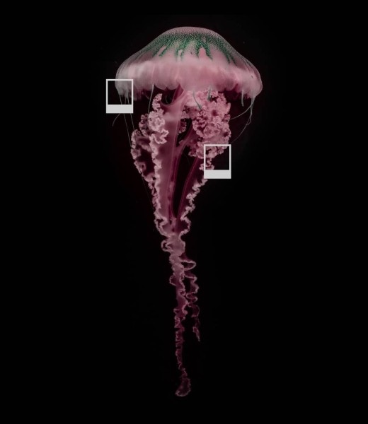 Медуза смерти: фильм о вирусах