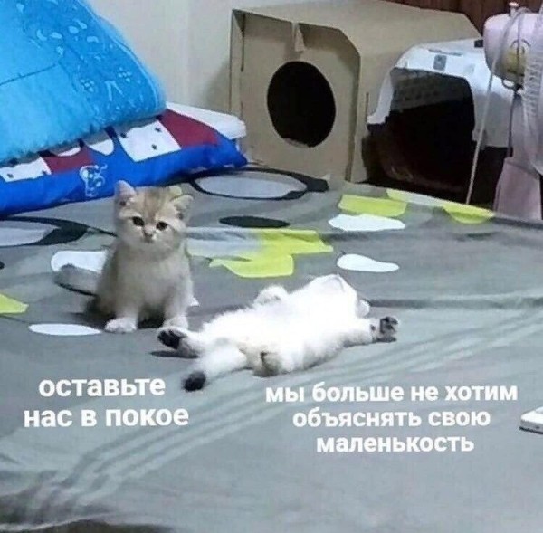 
                    Бесплатный сыр только в мышеловке: нет бюджетов — нет пиара            