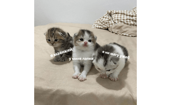 
                    Провальные стартапы техногигантов: как не повторить ошибки Google, Microsoft и Amazon            